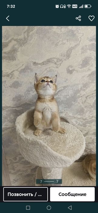 Шикарные котята  шиншилки