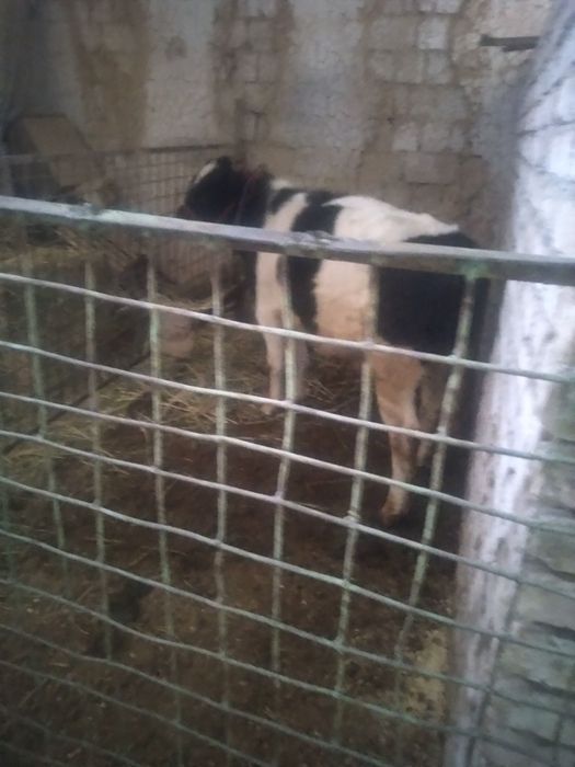 Бука срочно сотилади