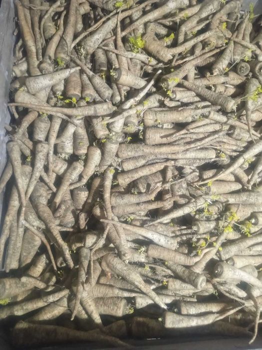 Vand cartofi seminte