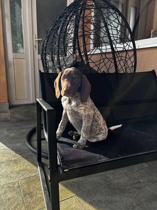 Brac German cu păr scurt