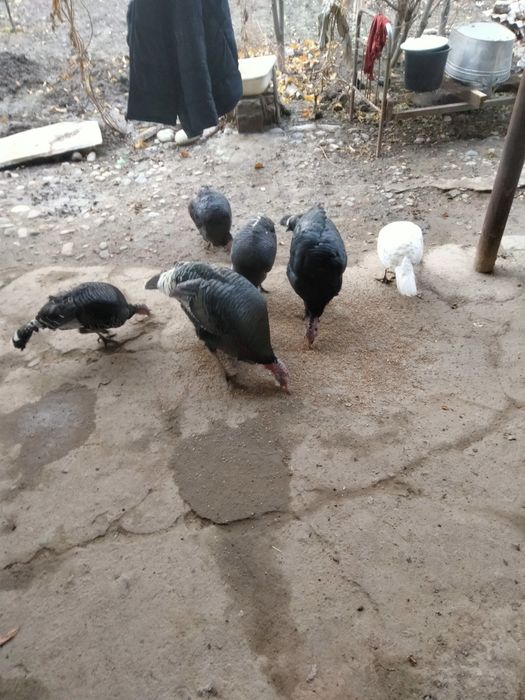 Sotiladigan kurkalar bar