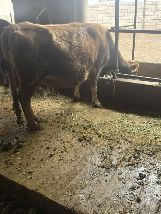 продаю коров стельных