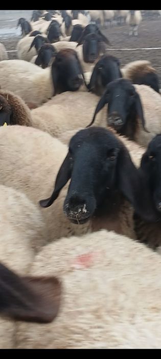 Vand oi sarbească carabașa