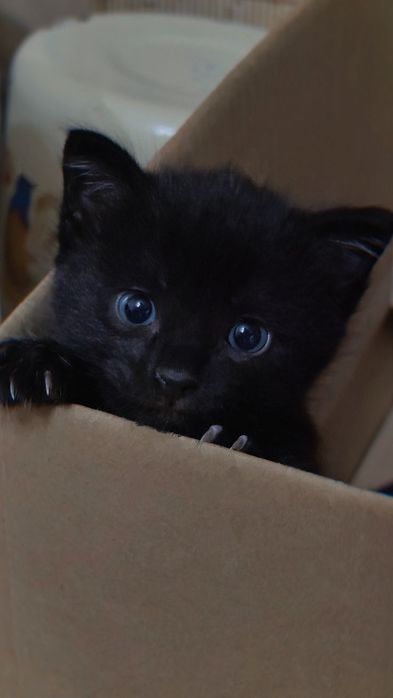 Котёнок чёрный срочно