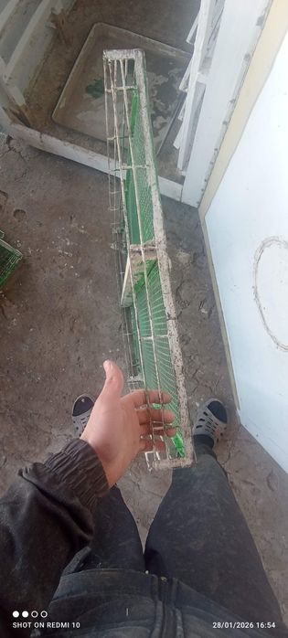 Ibqubotoʻr va vadno'y 1200ta tuxum oladi ichiga