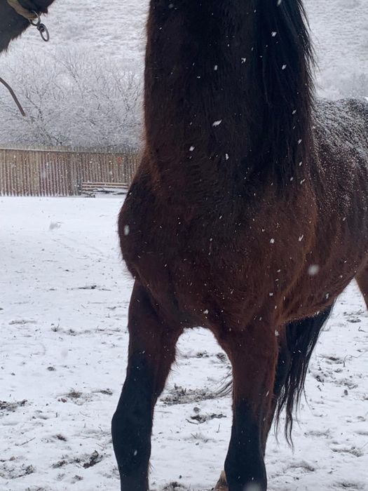 Жеребец в косяк, обученный