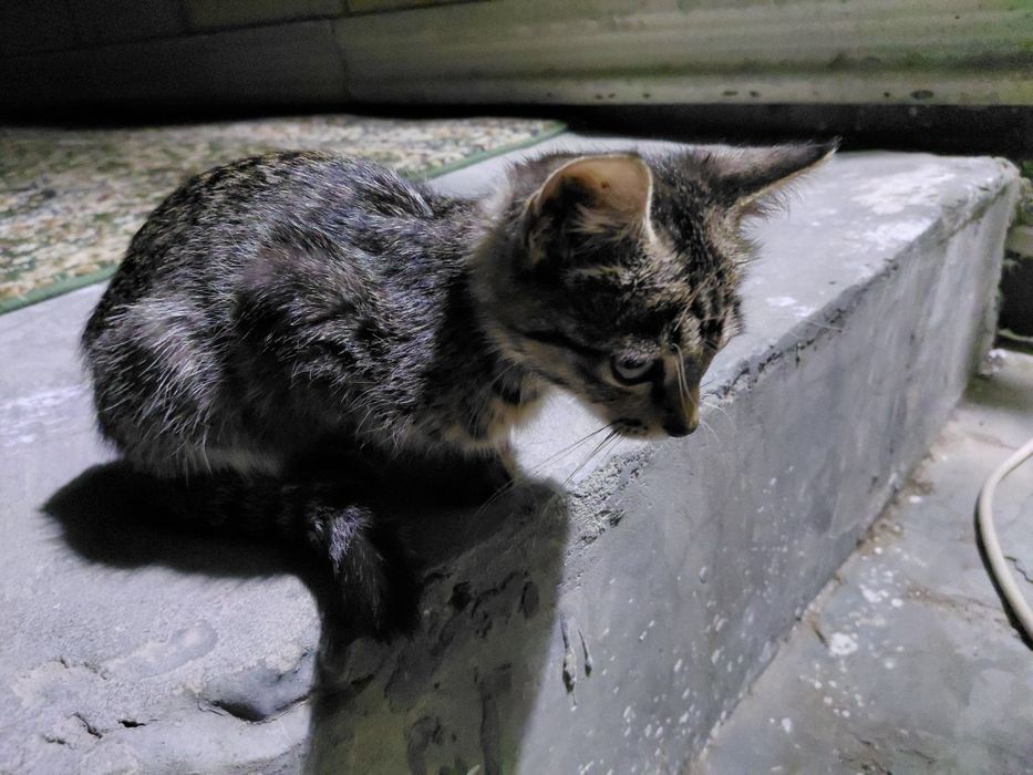мысық сатылады, пародия Egyptian Mau