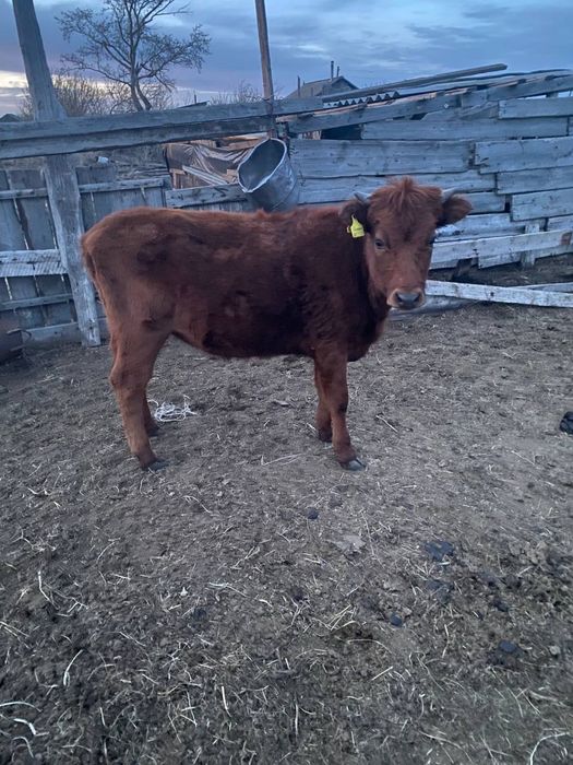 Продам телечку годовалую