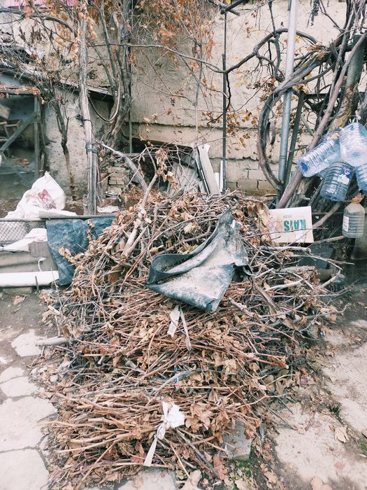 O'tin  bor yong'oq daraxtniki