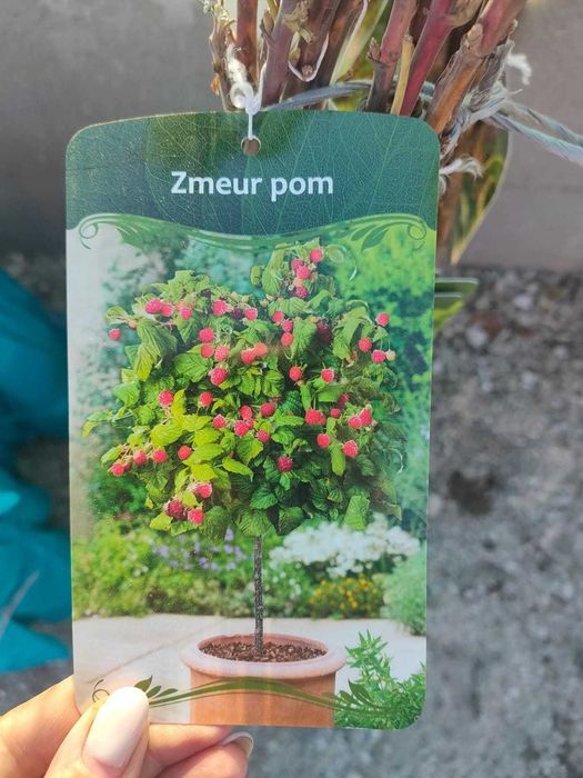 Pomi fructiferi altoiți pentru livezi și grădini | 8–15 lei | En-gros