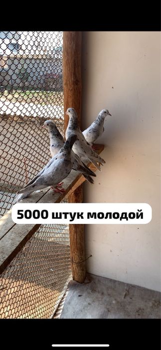 Голуби челкари мраморный