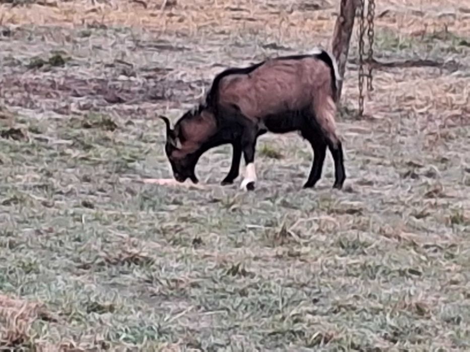 Vând  8 capre și 1 țap