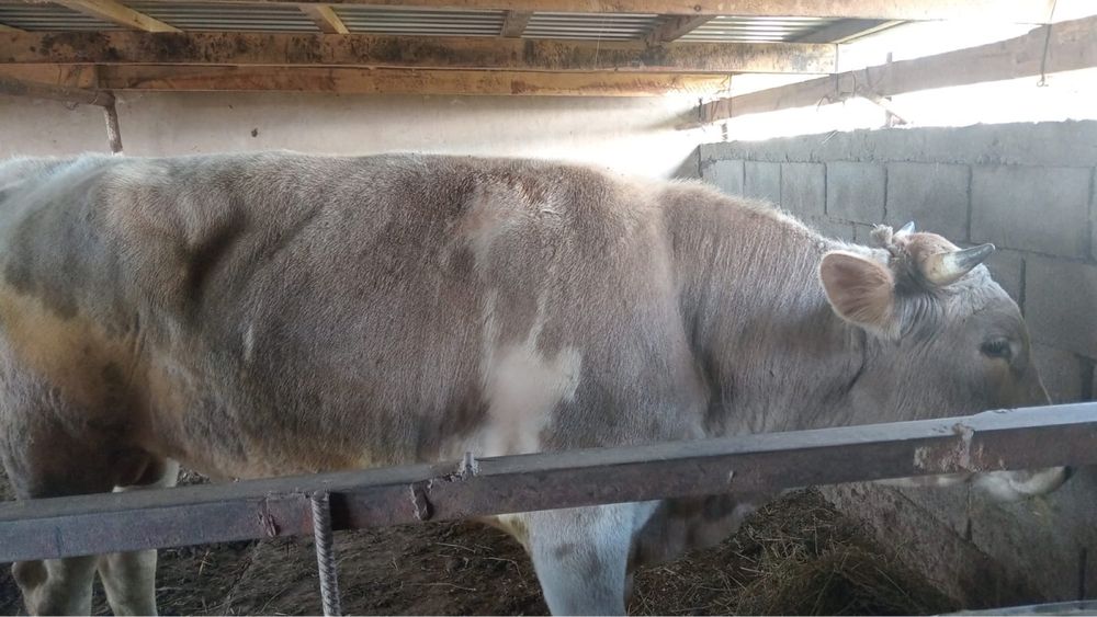 Продам бык 2.5 годовалый