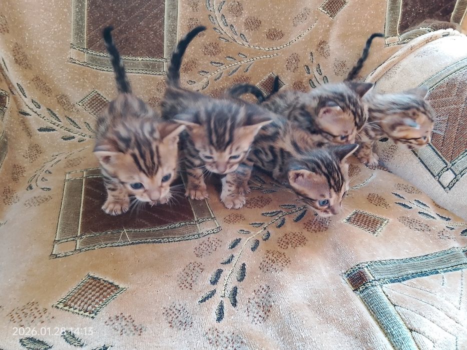 Бронь бенгальских котят