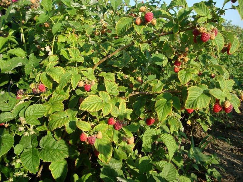 Саженцы малины ремонтантной