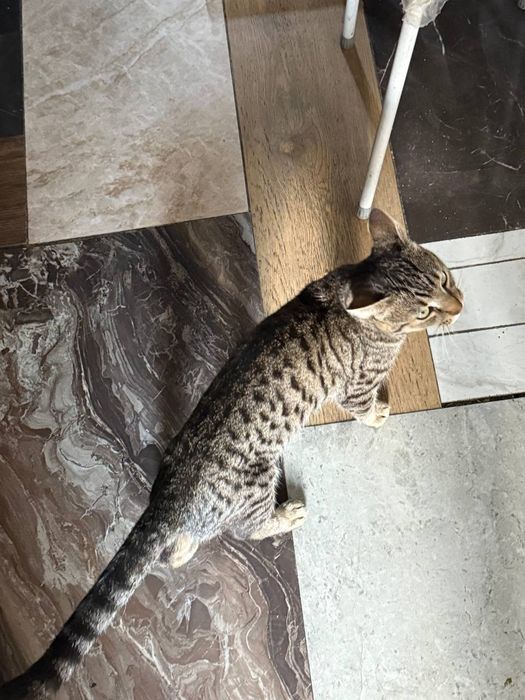 В любящие руки Котик 7-8месяцев