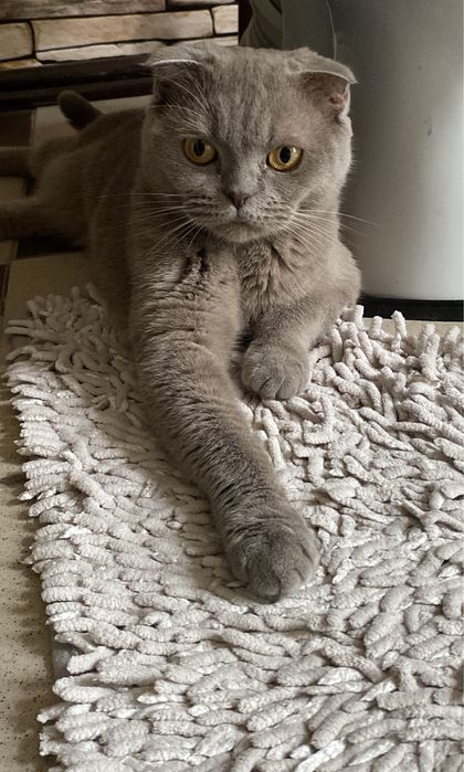 Кошку в хорошие руки