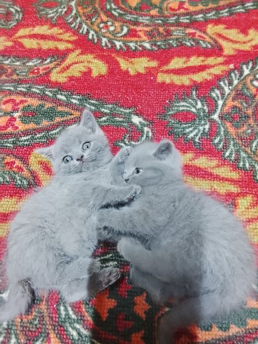 Отдам двух кошечек в хорошие руки