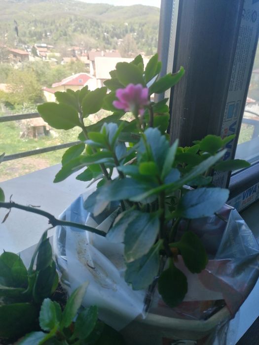 Дървото на живота - Гледано в домашни условия.