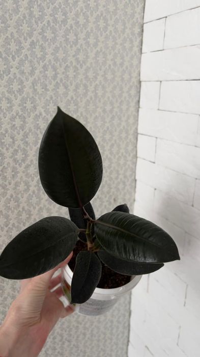 Фикус абиджан абиджан