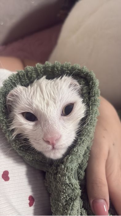 Отдам котенка 3 месяца