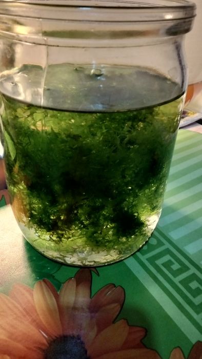 Креветки, трава,улитки