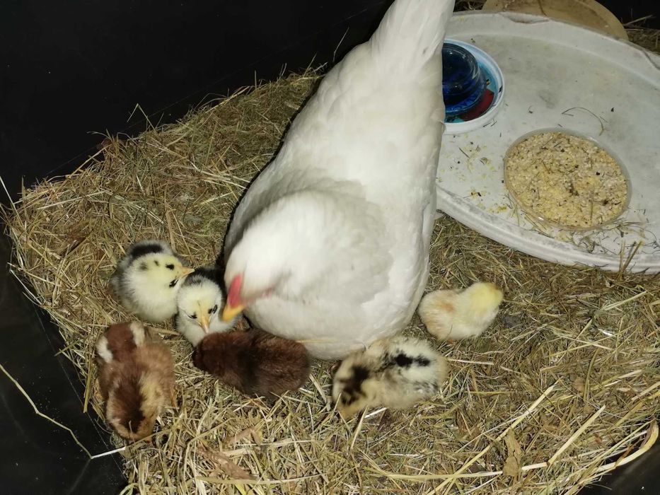 Ouă de găini pitice și normale :wyandotte, italiene, mii