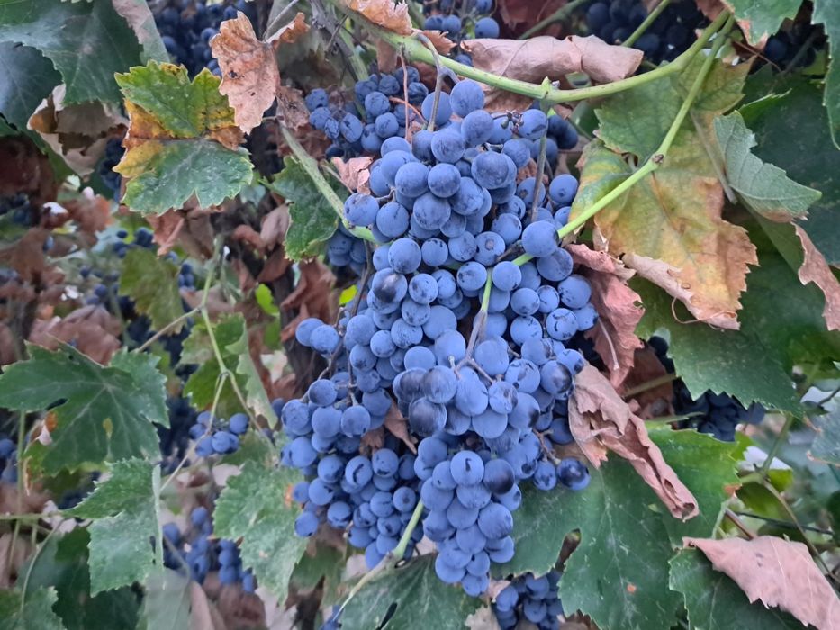 Vand struguri de vin,soi otel 500kg,pret 3,5lei/kg. Locatia Devesel