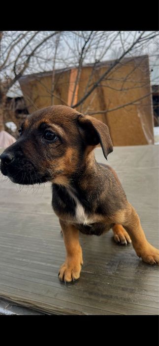 Отдам щенка в добрые руки.