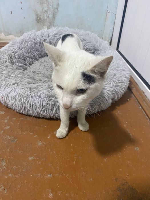 Мушук бепул хадяга