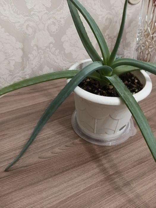 Продается цветок Алоэ