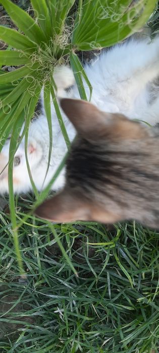 Бесплатно котята