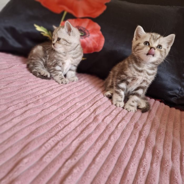 Шотландские котята