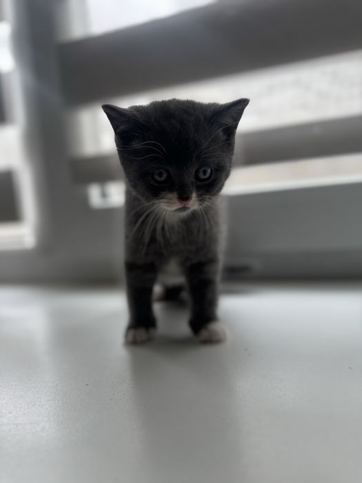 Котенок британец мальчик !