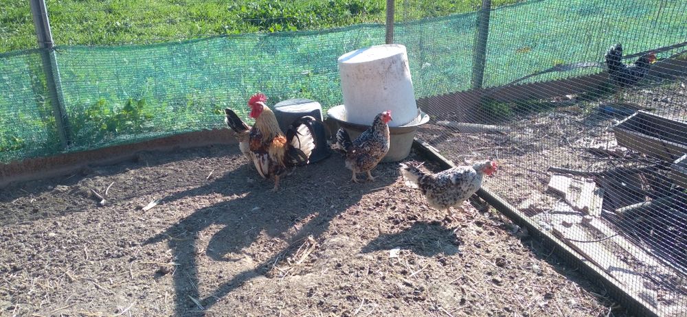 O familie de găinuțe mii de flori