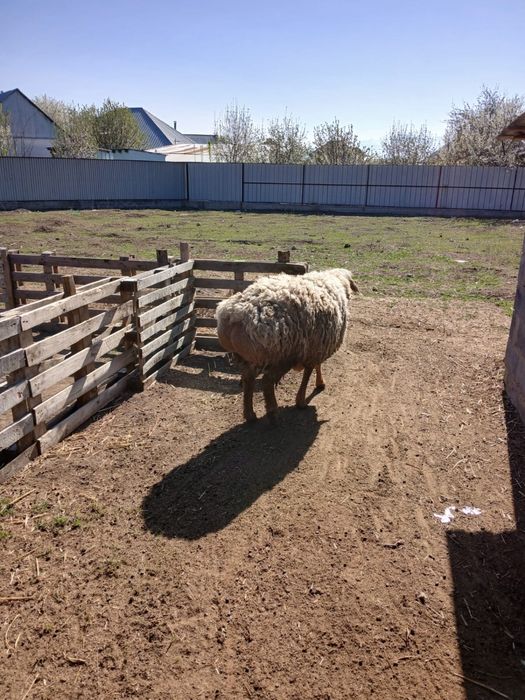Хороший баран на племя