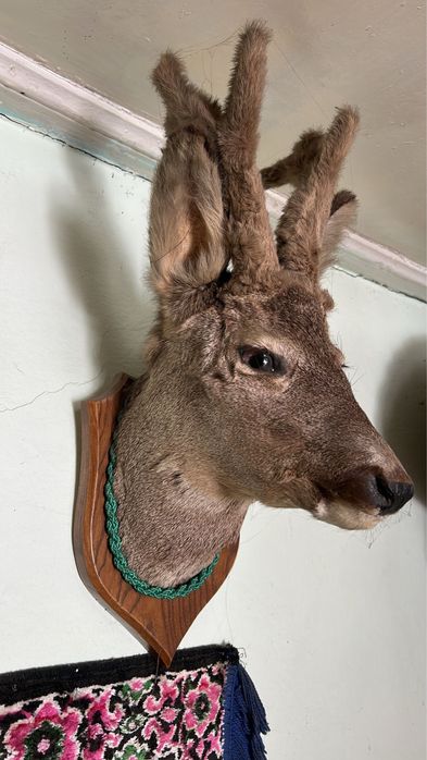 Vand roe dear impaiat