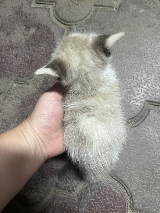 Отдадим котенка девочка