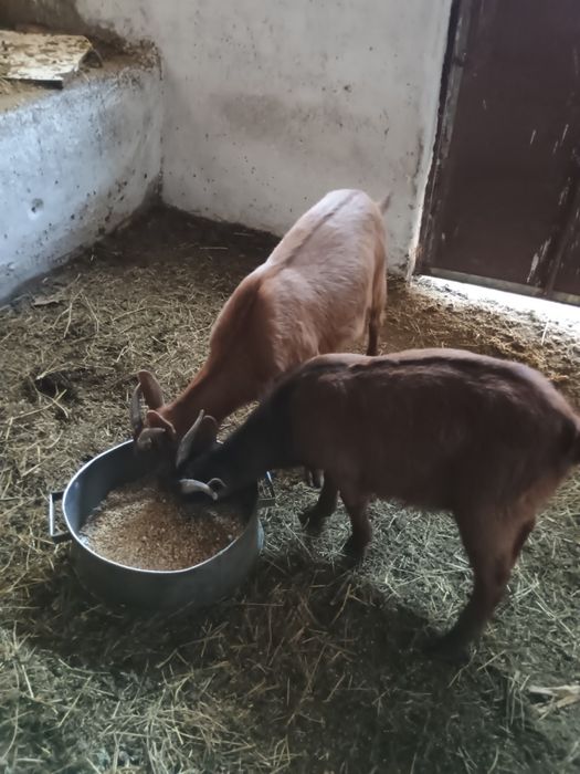 Vănd trei iezi de rasă