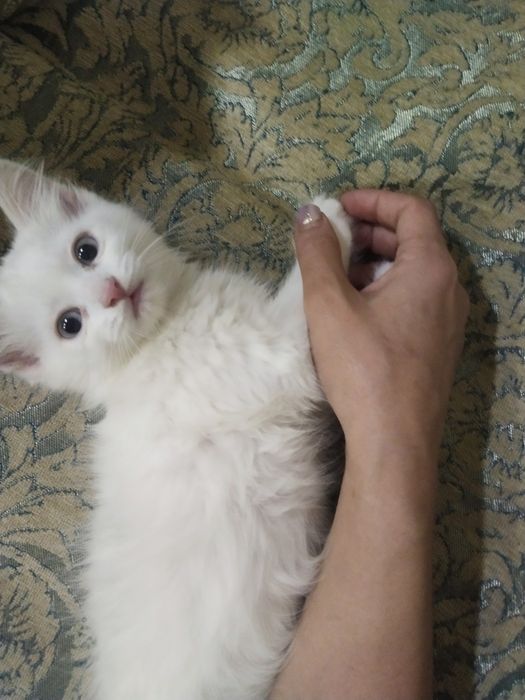 Продаём котят скоттиш-страйт.