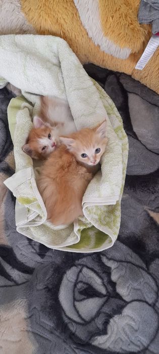 Отдам котят 1,5  месяца