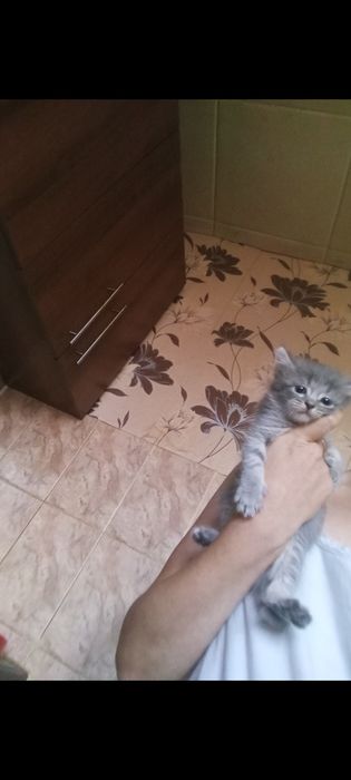 Бриташка 1 месяц 3 недели Приучены