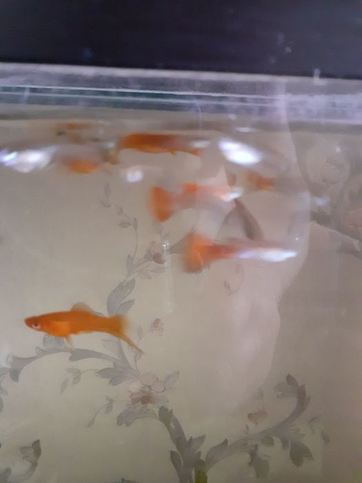 Продам аквариумных рыбок.