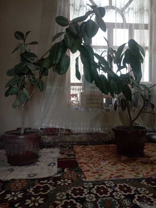 Gul qora shahzoda+malika