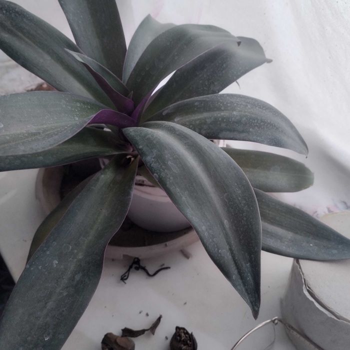 Цветы домашние для дома