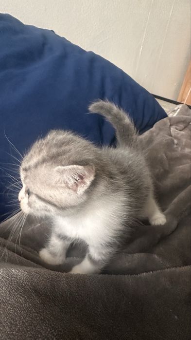 Котятки ищут дом