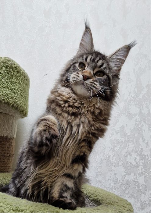 Мейн кун девочки