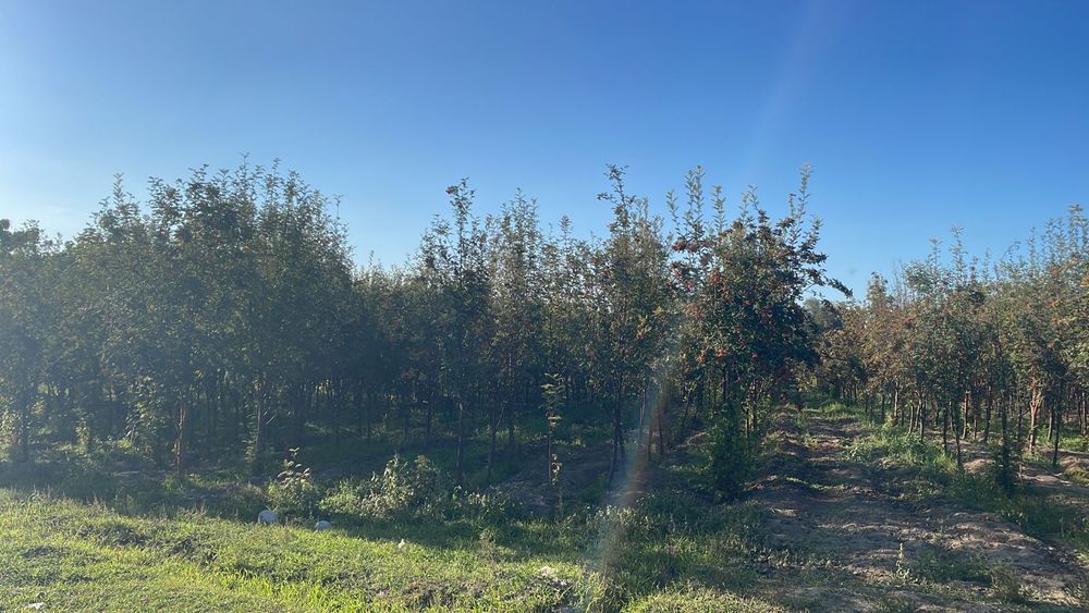 Катальпа Липа Дуб крупномеры