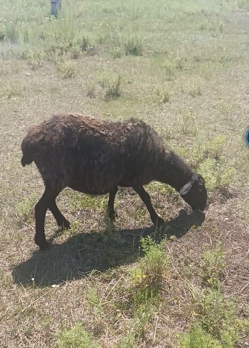 Продам барана на откорме
