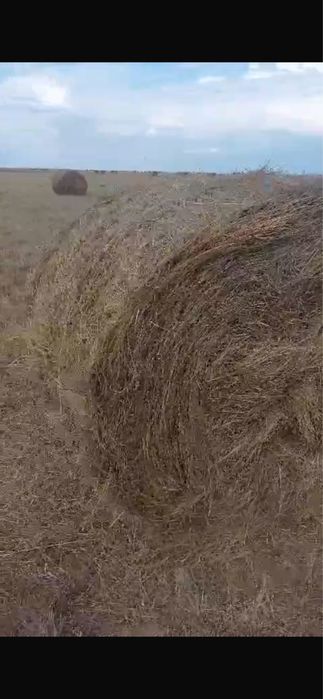 Сено в рулонах,тюках